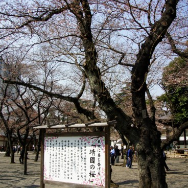 Yasukuni Shrine in Tokyo, Reference cherry tree to announce the start of the blooming season in spring