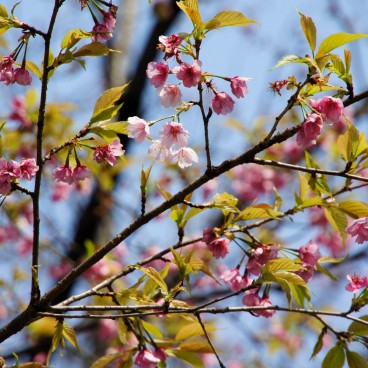 Yasukuni Shrine in Tokyo, Cherry blossoms in spring