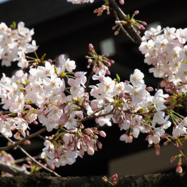 Yasukuni Shrine in Tokyo, Cherry blossoms in spring 2