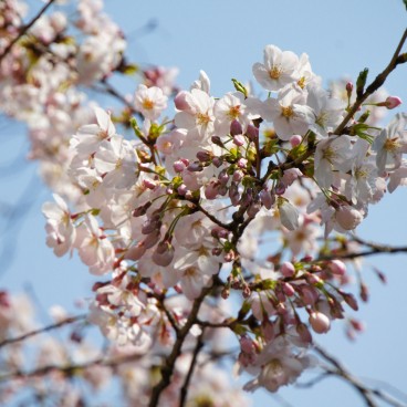 Yasukuni Shrine in Tokyo, Cherry blossoms in spring 3