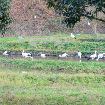 Kinosaki Onsen (Hyogo), Konotori no Sato Park
