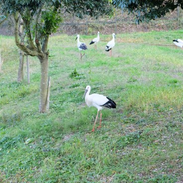 Kinosaki Onsen (Hyogo), Konotori no Sato Park 3