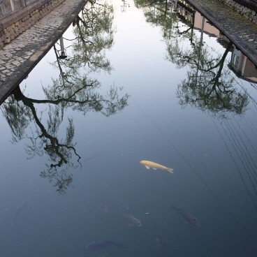 Kinosaki Onsen (Hyogo), Carps in Otani River in the city center