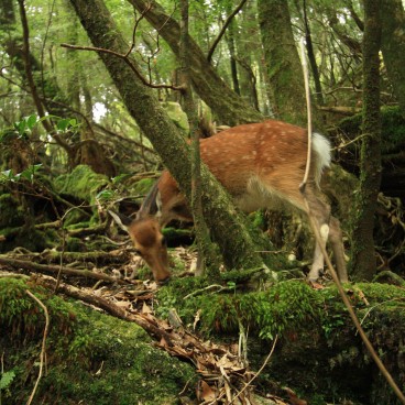 Yakushima 1