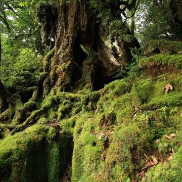 Yakushima 4