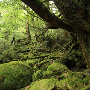 Yakushima 6