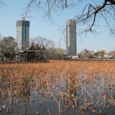Ueno Park, Shinobazu Pond