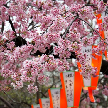 Ueno Park, paper lanterns and cherry blossoms 3