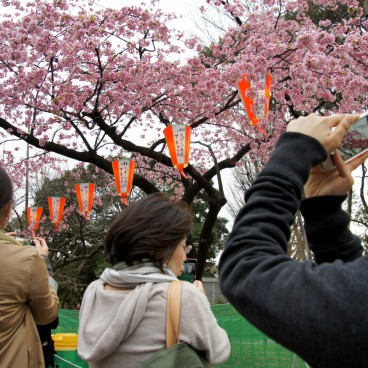 Ueno Park, cherry blossoms and people 3