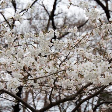 Ueno Park, cherry blossoms