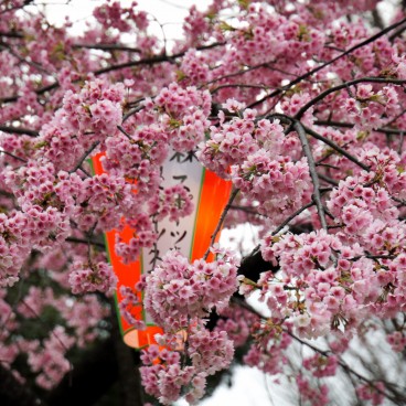 Ueno Park, paper lanterns and cherry blossoms 2