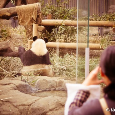 Zoo Ueno Panda 3