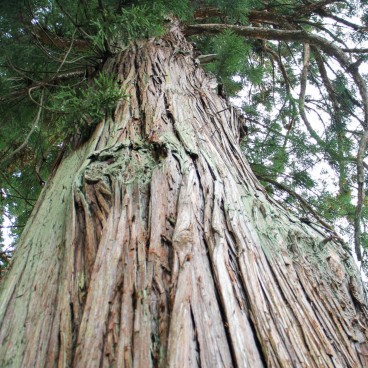 Shirakawa-go, Old tree