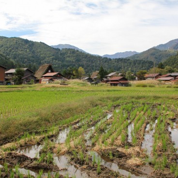 Shirakawa-go, View on the rice fields and thatched roofed houses