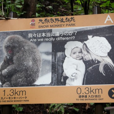 Jigokudani Monkey Park 1