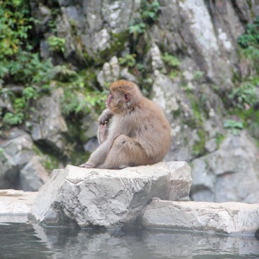 Jigokudani, Monkey at the hot spring