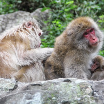 Jigokudani Monkey Park 11