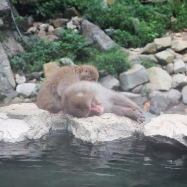Jigokudani Monkey Park 12