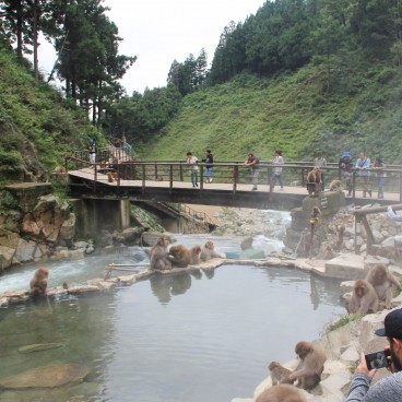 Jigokudani Monkey Park 13