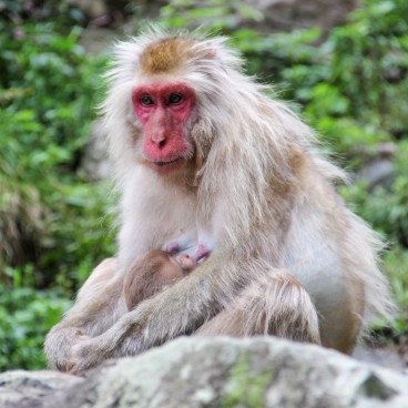 Jigokudani Monkey Park 14