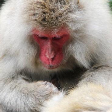 Jigokudani Monkey Park 15