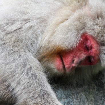 Jigokudani Monkey Park 16