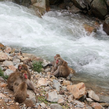 Jigokudani Monkey Park 17