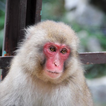 Jigokudani Monkey Park 18