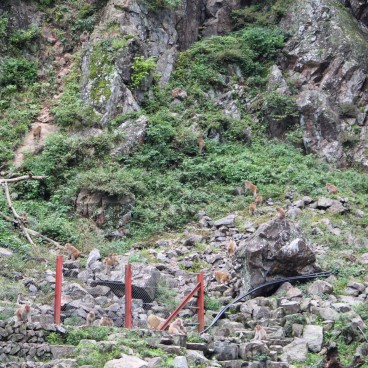 Jigokudani Monkey Park 19