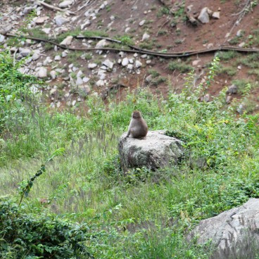 Jigokudani Monkey Park 2