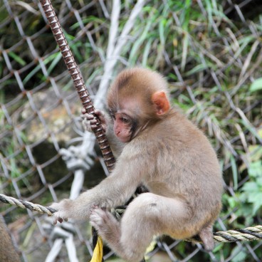 Jigokudani Monkey Park 20