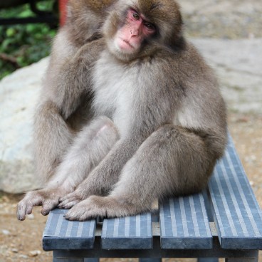 Jigokudani Monkey Park 21