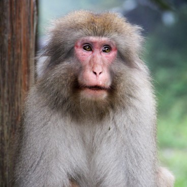 Jigokudani Monkey Park 3