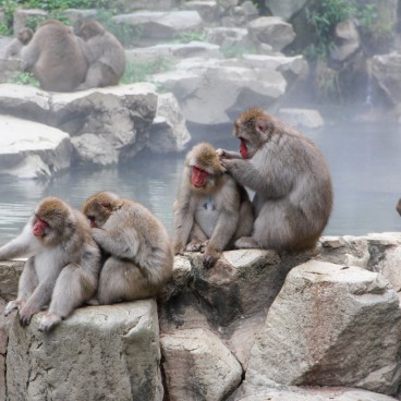 Jigokudani Monkey Park 6