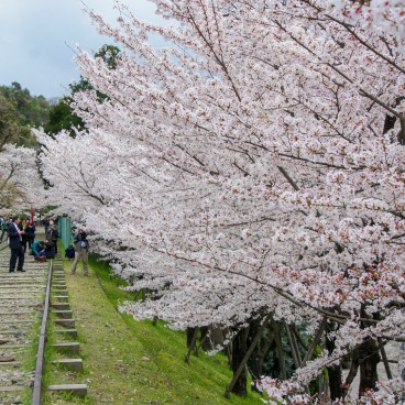 Keage Incline in Kyoto, Railway under the blooming cherry trees in spring 9