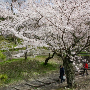 Keage Incline in Kyoto, Railway under the blooming cherry trees in spring 10
