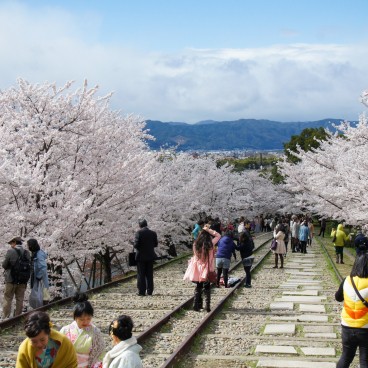 Keage Incline in Kyoto, Railway under the blooming cherry trees in spring