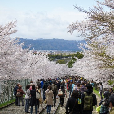 Keage Incline in Kyoto, Railway under the blooming cherry trees in spring 11