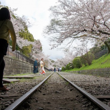 Keage Incline in Kyoto, Railway under the blooming cherry trees in spring 2