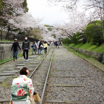 Keage Incline in Kyoto, Railway under the blooming cherry trees in spring 3