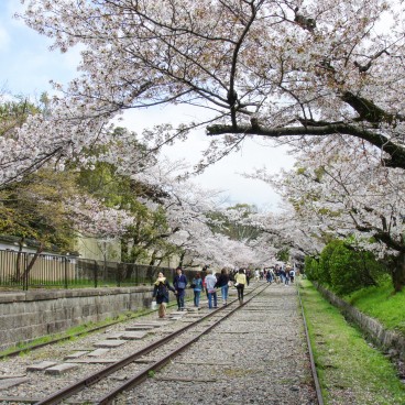 Keage Incline in Kyoto, Railway under the blooming cherry trees in spring 4