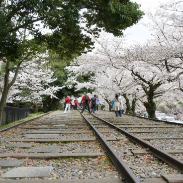 Keage Incline in Kyoto, Railway under the blooming cherry trees in spring 6
