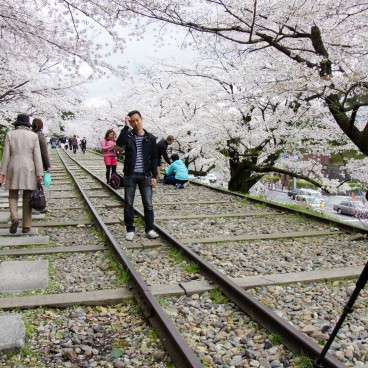 Keage Incline in Kyoto, Railway under the blooming cherry trees in spring 7