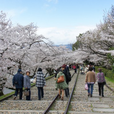 Keage Incline in Kyoto, Railway under the blooming cherry trees in spring 8