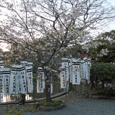Tsurugaoka Hachimangu (Kamakura), Blooming cherry tree at Hataage Benzaiten