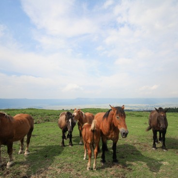 Mount Aso (Kyushu), Horses grazing on the grassland