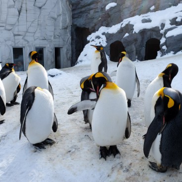 Asahikawa, Asahiyama Dobutsuen Zoo 3