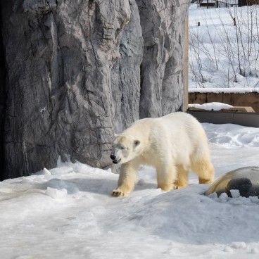 Asahikawa, Asahiyama Dobutsuen Zoo 4