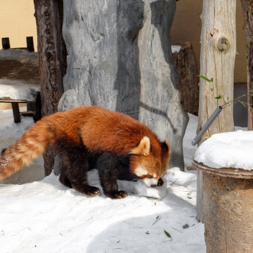 Asahikawa, Asahiyama Dobutsuen Zoo 5