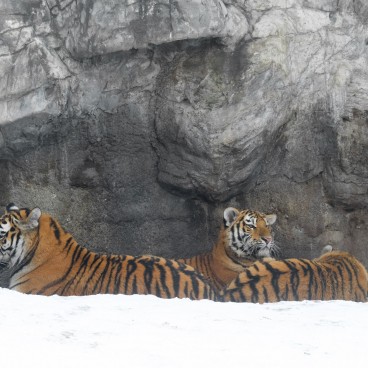 Asahikawa, Asahiyama Dobutsuen Zoo 8